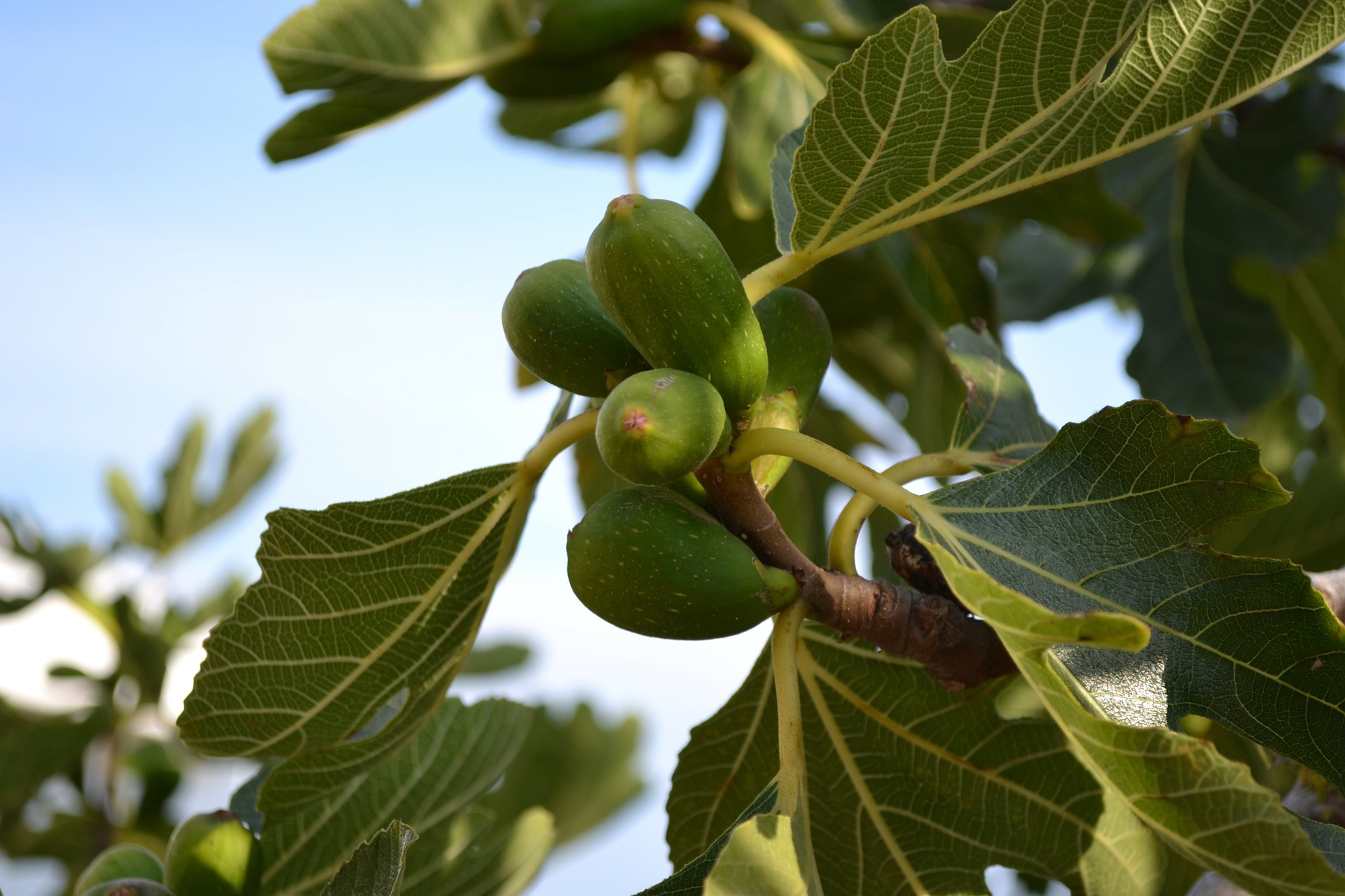 Fig Tree Fruit